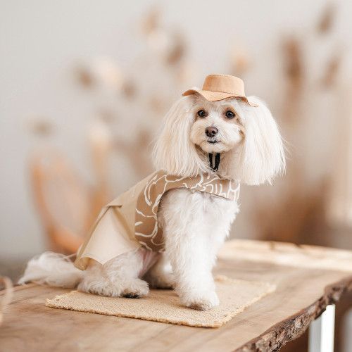 Панама Pet Fashion Ava для собак M PR440290 фото