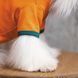 Футболка Pet Fashion &laquo;Art&raquo; для собак, розмір S, помаранчева PR242094 фото 3