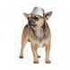Шапка Pet Fashion &laquo;Party&raquo; для собак, розмір XS, сіра (зима) PR242318 фото 2