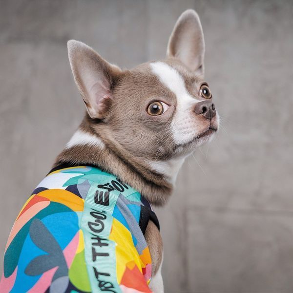 Борцівка Pet Fashion &laquo;Cool&raquo; для собак, розмір XS2, з принтом PR242017 фото