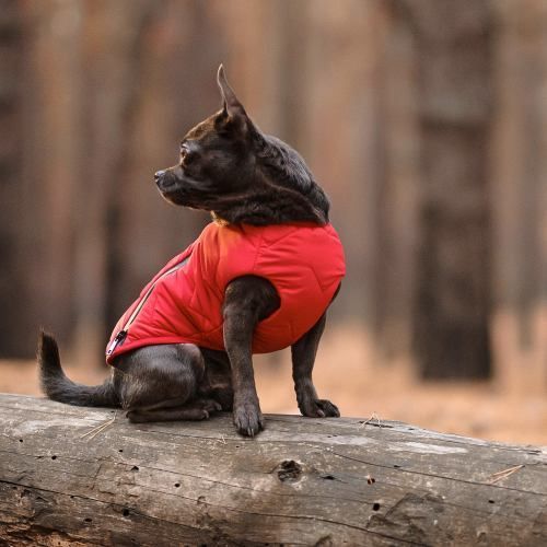 Жилет Pet Fashion &laquo;E.Vest&raquo; для собак, розмір SM, червоний PR242446 фото