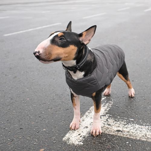 Жилет Pet Fashion &laquo;E.Vest&raquo; для собак, розмір M, сірий PR242439 фото
